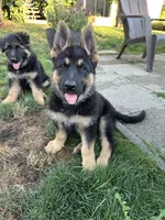 Roni, a male German Shepherd Dog for sale in Auburn, WA – 5 of 6