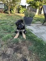 Roni, a male German Shepherd Dog for sale in Auburn, WA – 3 of 6