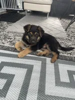 Roni, a male German Shepherd Dog for sale in Auburn, WA – 4 of 6