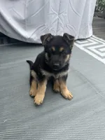Roni, a male German Shepherd Dog for sale in Auburn, WA – 2 of 6
