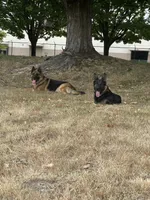 Roni, a male German Shepherd Dog for sale in Auburn, WA – 6 of 6