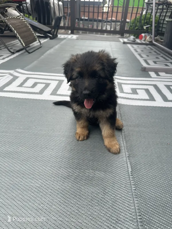 Roni – German Shepherd Dog puppy for sale in Auburn, WA