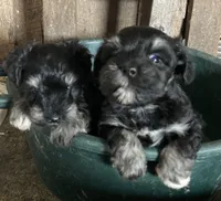 John, a male Miniature Schnauzer for sale in Granby, MO – 2 of 3