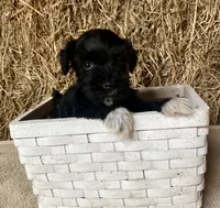 Dillion, a male Miniature Schnauzer for sale in Granby, MO – 3 of 3
