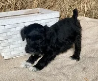 Dillion, a male Miniature Schnauzer for sale in Granby, MO – 2 of 3