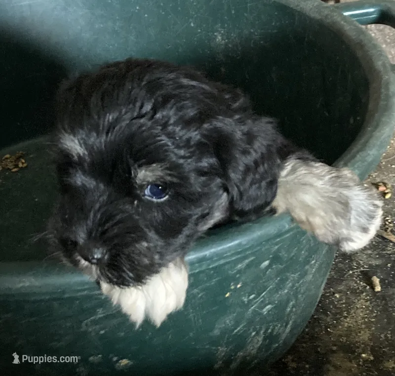 Jan – Miniature Schnauzer puppy for sale in Granby, MO