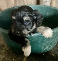 Jackie, a female Miniature Schnauzer for sale in Granby, MO – 2 of 2