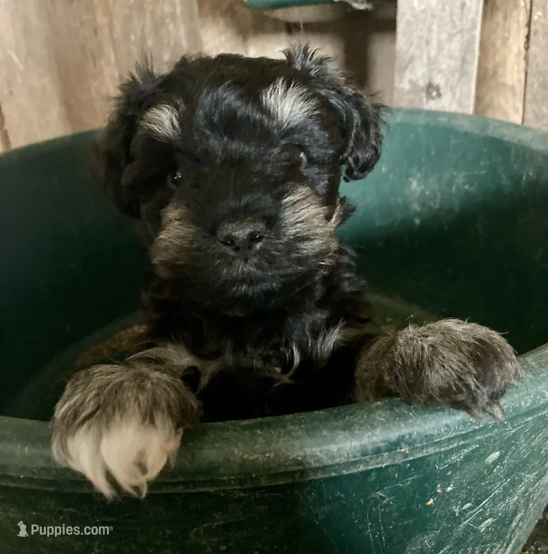 Joe – Miniature Schnauzer puppy for sale in Granby, MO