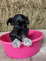 Jill, a female Miniature Schnauzer for sale in Granby, MO – 2 of 3