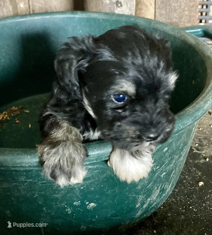 John – Miniature Schnauzer puppy for sale in Granby, MO