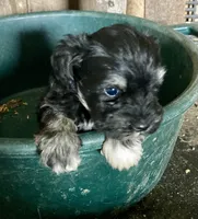 John, a male Miniature Schnauzer for sale in Granby, MO – 1 of 3