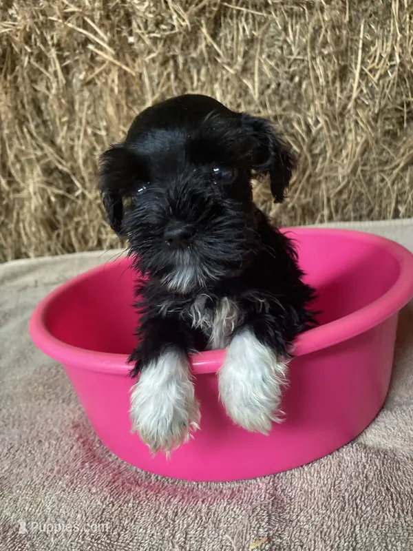 Jewel – Miniature Schnauzer puppy for sale in Granby, MO