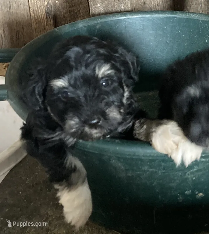 Jackie – Miniature Schnauzer puppy for sale in Granby, MO