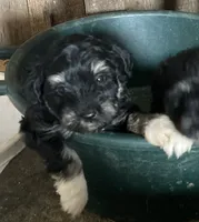 Jackie, a female Miniature Schnauzer for sale in Granby, MO – 1 of 2
