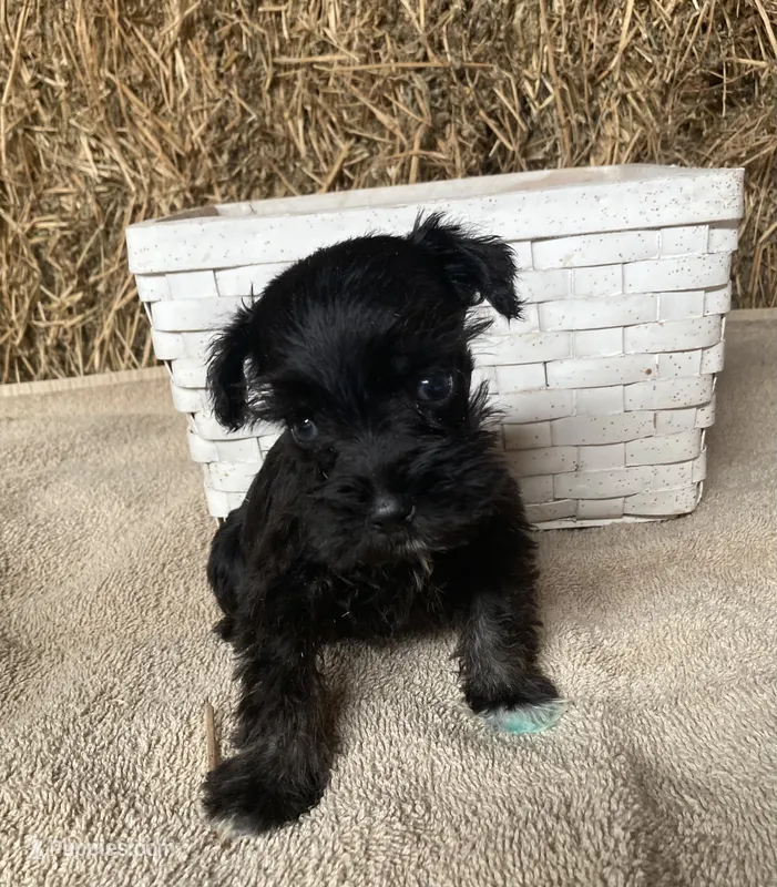 Jasper – Miniature Schnauzer puppy for sale in Granby, MO