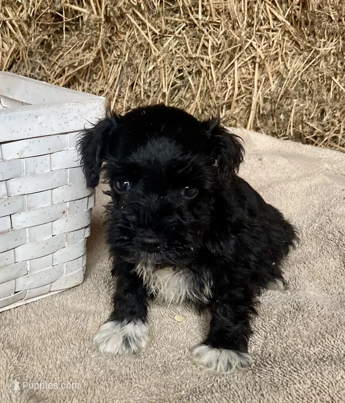 Dillion – Miniature Schnauzer puppy for sale in Granby, MO