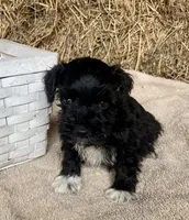 Dillion, a male Miniature Schnauzer for sale in Granby, MO – 1 of 3
