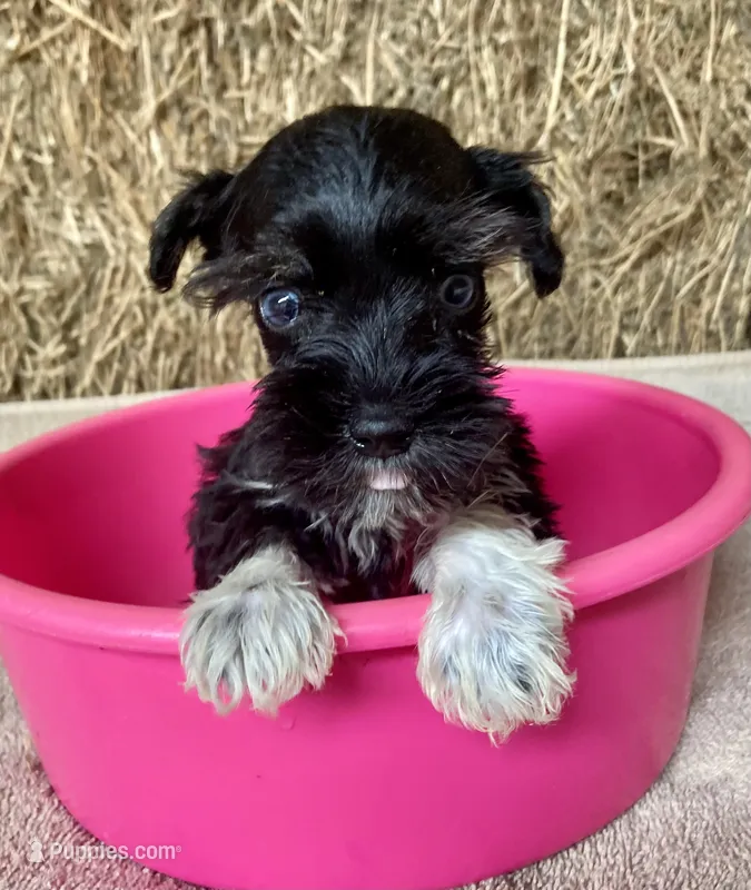 Jill – Miniature Schnauzer puppy for sale in Granby, MO