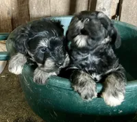 John, a male Miniature Schnauzer for sale in Granby, MO – 3 of 3