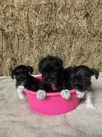 Jill, a female Miniature Schnauzer for sale in Granby, MO – 3 of 3