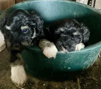 Jan, a female Miniature Schnauzer for sale in Granby, MO – 2 of 2