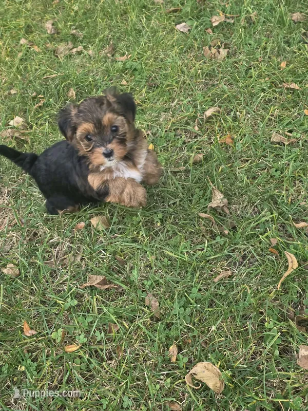 Rosie – Yorkipoo puppy for sale in Dansville, MI