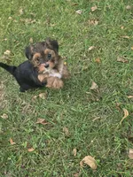 Rosie, a female Yorkipoo for sale in Dansville, MI – 1 of 2