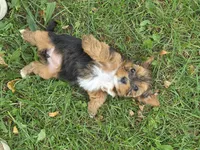Rosie, a female Yorkipoo for sale in Dansville, MI – 2 of 2