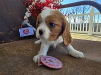 processed/4c27e9eb-50fa-49e1-9e54-b9751ae24f3c/listing/32e9e62a-06cb-47d6-8166-e8640611794c/a4fca098-7b54-4530-885a-38ff7cd0110f