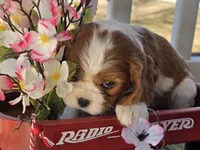 processed/4c27e9eb-50fa-49e1-9e54-b9751ae24f3c/listing/32e9e62a-06cb-47d6-8166-e8640611794c/b0fe43a9-7945-4dc1-be46-395177b4e29f