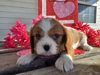 processed/4c27e9eb-50fa-49e1-9e54-b9751ae24f3c/listing/32e9e62a-06cb-47d6-8166-e8640611794c/ba34626a-9ae7-40cc-a75d-0c50c774fc10