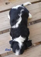 Dirk, a male Cavalier King Charles Spaniel for sale in Pleasant Hope, MO – Photo 6 of 6