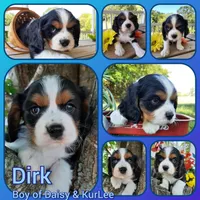 Dirk, a male Cavalier King Charles Spaniel for sale in Pleasant Hope, MO – Photo 3 of 6