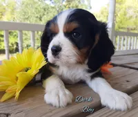 Dirk, a male Cavalier King Charles Spaniel for sale in Pleasant Hope, MO – Photo 4 of 6