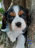 Dirk, a male Cavalier King Charles Spaniel for sale in Pleasant Hope, MO – Photo 1 of 6