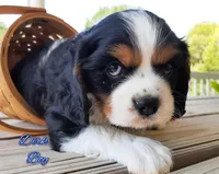 Dirk, a male Cavalier King Charles Spaniel for sale in Pleasant Hope, MO – Photo 5 of 6