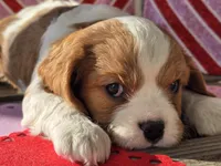 processed/4c27e9eb-50fa-49e1-9e54-b9751ae24f3c/listing/6816a394-3a6f-42aa-b05a-02c4e17da9e1/6ec98677-018b-4e32-9a5b-f27a761026ab