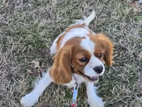 Becca, a female Cavalier King Charles Spaniel for sale in Pleasant Hope, MO – Photo 5 of 10