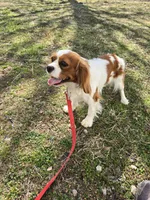 Becca, a female Cavalier King Charles Spaniel for sale in Pleasant Hope, MO – Photo 3 of 10