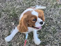 Becca, a female Cavalier King Charles Spaniel for sale in Pleasant Hope, MO – Photo 4 of 10