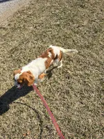 Becca, a female Cavalier King Charles Spaniel for sale in Pleasant Hope, MO – Photo 7 of 10