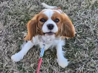 Becca, a female Cavalier King Charles Spaniel for sale in Pleasant Hope, MO – Photo 2 of 10