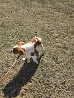 Becca, a female Cavalier King Charles Spaniel for sale in Pleasant Hope, MO – Photo 8 of 10