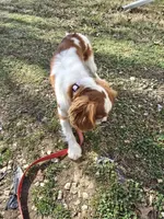 Becca, a female Cavalier King Charles Spaniel for sale in Pleasant Hope, MO – Photo 6 of 10