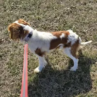 Becca pending, a female Cavalier King Charles Spaniel for sale in Pleasant Hope, MO – Photo 10 of 10