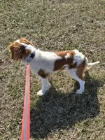 Becca, a female Cavalier King Charles Spaniel for sale in Pleasant Hope, MO – Photo 10 of 10