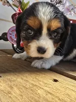 processed/4c27e9eb-50fa-49e1-9e54-b9751ae24f3c/listing/9ea418cf-dda7-424d-9909-ba13062bbc47/697e53a6-764f-472f-a995-820764aa6143