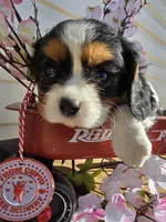 processed/4c27e9eb-50fa-49e1-9e54-b9751ae24f3c/listing/9ea418cf-dda7-424d-9909-ba13062bbc47/84f854b0-9325-4016-abdf-b23c35095277