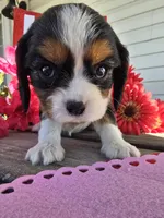 processed/4c27e9eb-50fa-49e1-9e54-b9751ae24f3c/listing/9ea418cf-dda7-424d-9909-ba13062bbc47/8bd5ba32-1362-496f-8a2e-4fe1d848a350