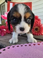 processed/4c27e9eb-50fa-49e1-9e54-b9751ae24f3c/listing/9ea418cf-dda7-424d-9909-ba13062bbc47/e7ad022b-d254-4f3b-aae6-e48530178682